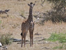 Western_Corridor2009-19